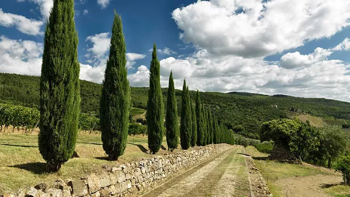 Ruffino