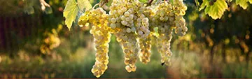 Acquista on line i vini Pecorino
