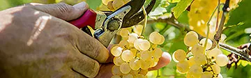 Acquista on line i vini Ribolla Gialla