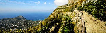 Acquista on line i vini di Campania