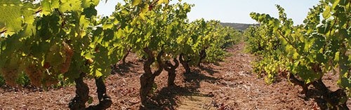 Acquista on line i vini di Argiolas