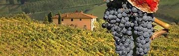 Acquista on line i vini Sangiovese
