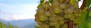 Acquista  online vini timorasso a prezzo speciale