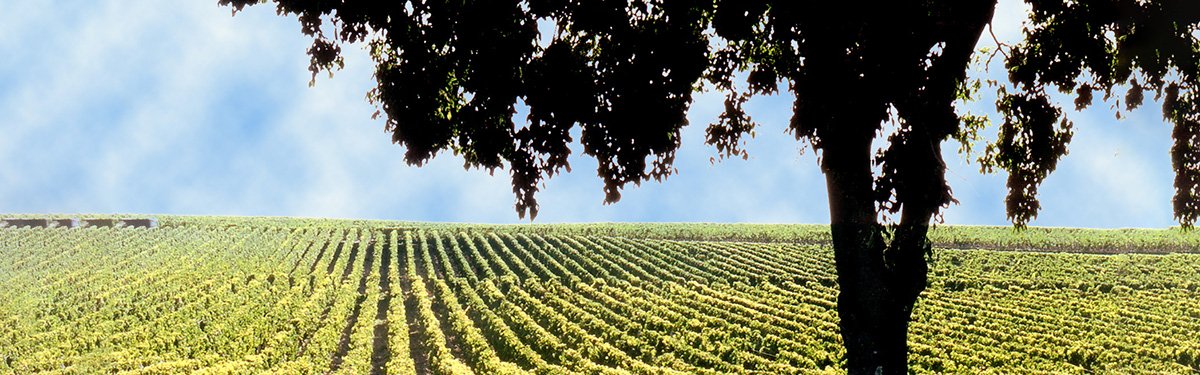 Pauillac