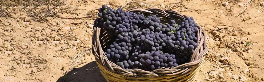 Negroamaro: il vino rosso del Salento