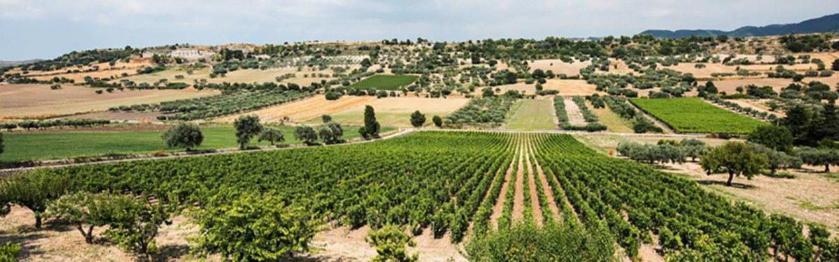 Cantina Gulfi: vini siciliani biologici