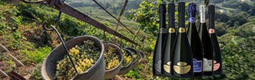 Acquista on line i vini di Col de' Salici
