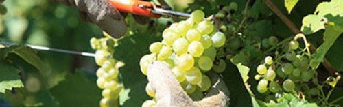 Acquista on line i vini di Colli di Lapio