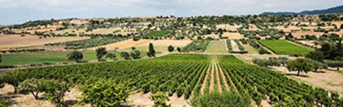 Acquista on line i vini siciliani biologici di Gulfi