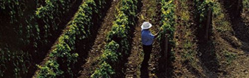 Acquista  online i vini abruzzesi di Gianni Masciarelli a prezzo speciale