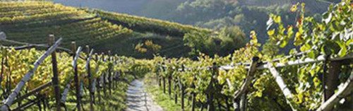 Acquista on line i vini di Maso Furli