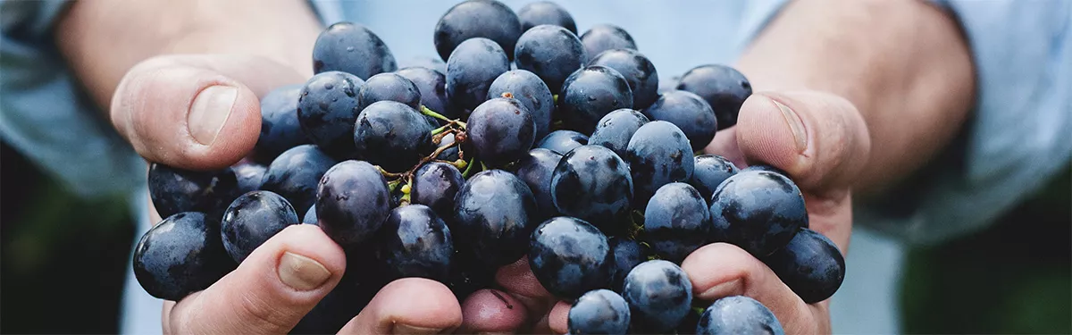 Acquista on line i vini dei migliori vitigni