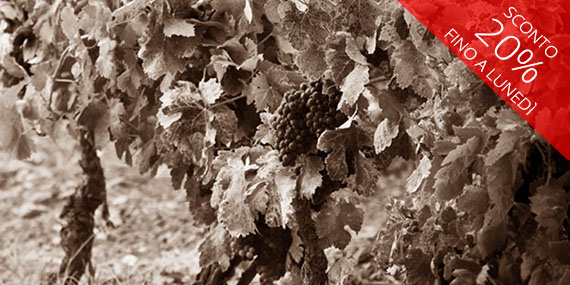 Scopri vini rari e di culto