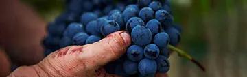Acquista on line i vini di Barbera
