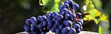 Acquista on line i vini Cabernet Franc e Sauvignon