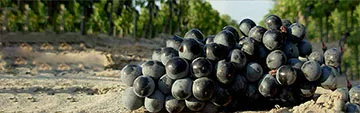 Carignano: la perla del Sulcis
