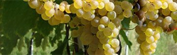 Acquista on line i vini Greco di Tufo e Fiano di Avellino