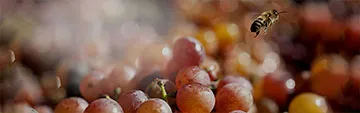 Acquista on line i vini Gewürztraminer