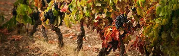 Acquista on line i vini Chardonnay