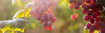Acquista on line i vini Moscato Rosa