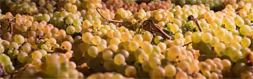 Acquista on line i vini Moscato