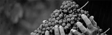 Acquista on line i vini Nebbiolo