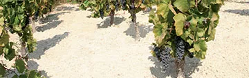 Acquista on line i vini Nero d'Avola