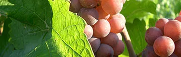 Acquista on line i vini Pinot Bianco e Pinot Grigio