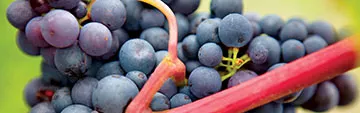 Acquista on line i vini Primitivo