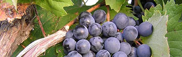Acquista on line i vini Refosco dal Peduncolo Rosso