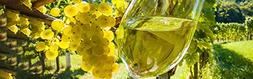 Acquista on line i vini Nebbiolo