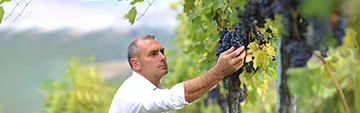 Acquista on line i vini Tintilia