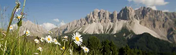 Acquista on line i vini Veltliner