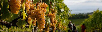 Acquista on line i vini Vernaccia di San Gimignano